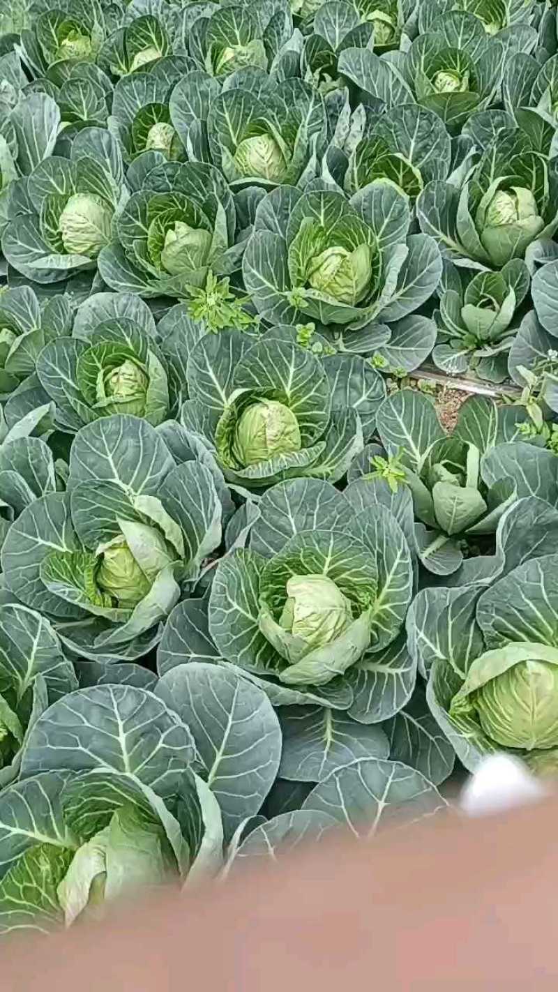 牛心莲花白，脆甜品质，温室直供！
