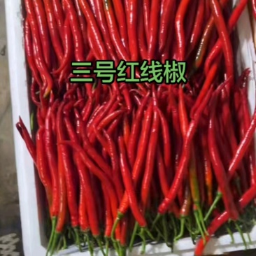 广东红线椒，红线椒大量上市，大量供应中，欢迎选购