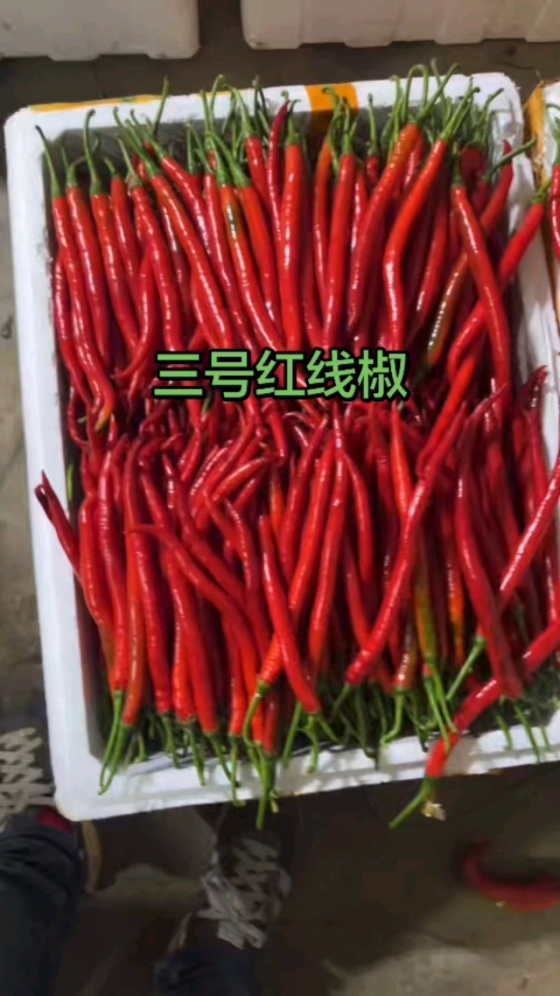 广东红线椒，红线椒大量上市，大量供应中，欢迎选购