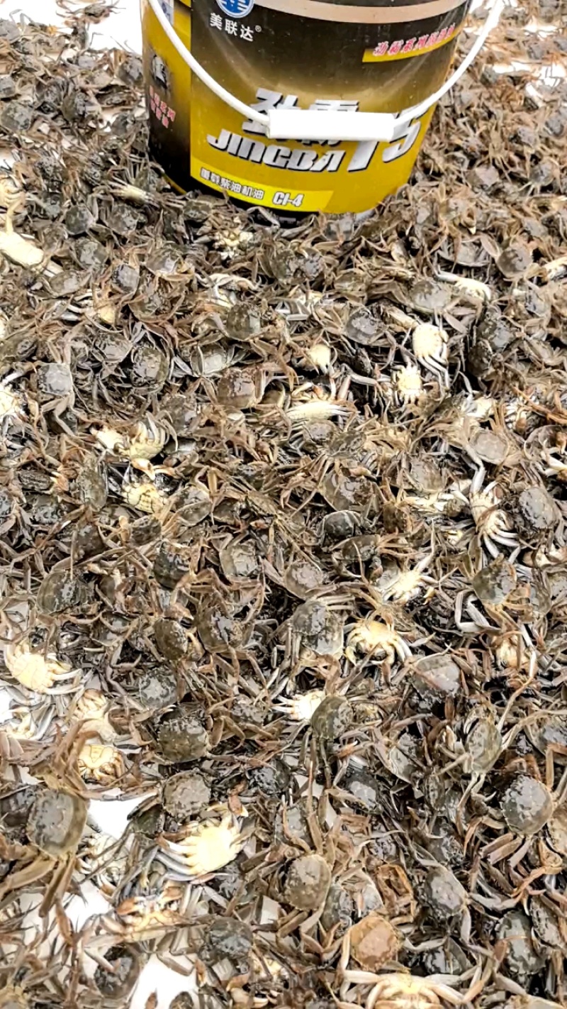 蟹苗、大闸蟹蟹苗规格齐全，基地直供，可视频看货
