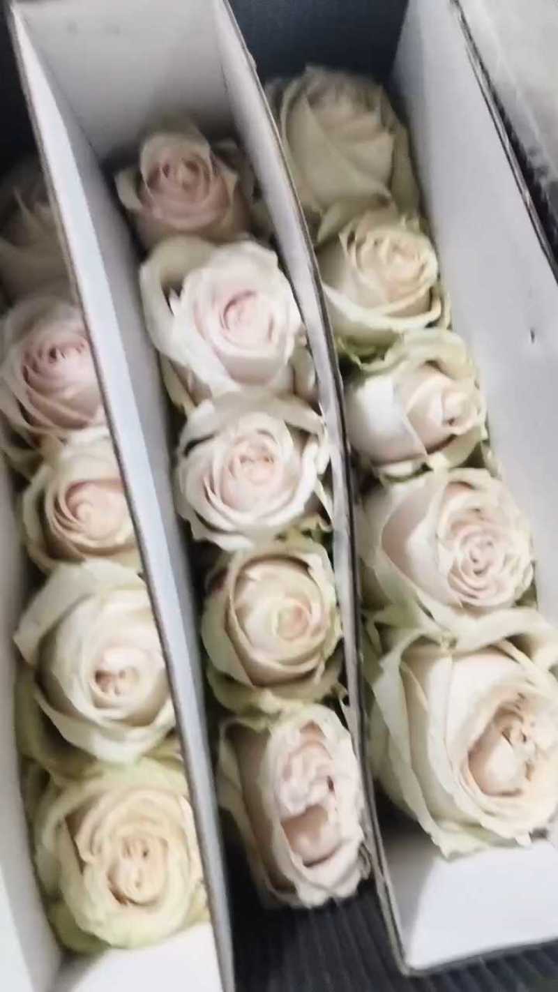 各种彩玫瑰批发基地直发
