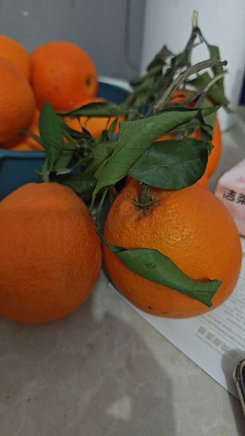 奉节脐橙72-1产地一手货源个头皮薄口感纯甜