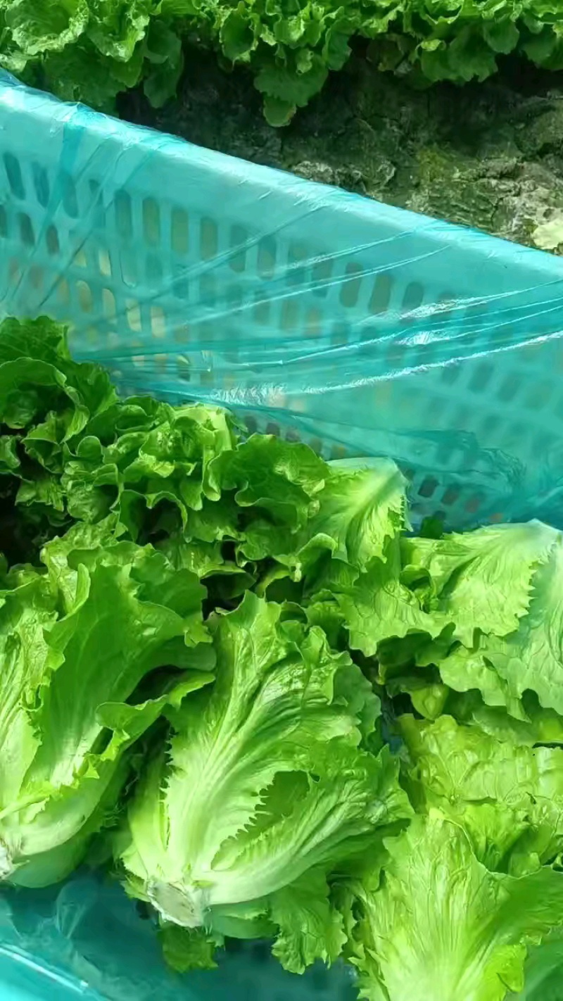 南通通州生菜基地产地直供大量有货质量保证一手货源价格合理