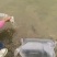 三黄塘虱鱼苗塘角鱼苗塘虱鱼苗胡子鲶提供技术指导