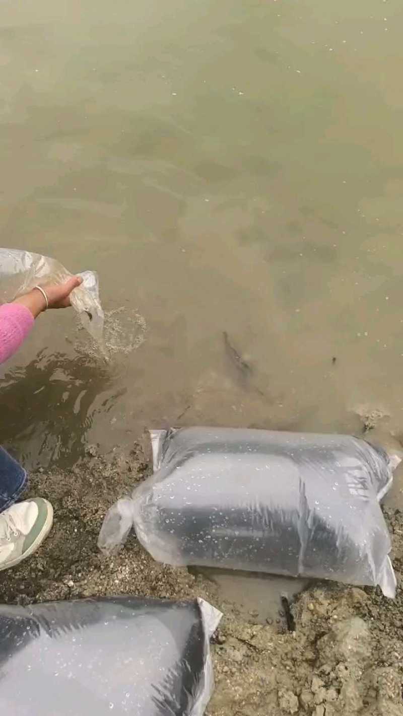 三黄塘虱鱼苗塘角鱼苗塘虱鱼苗胡子鲶提供技术指导