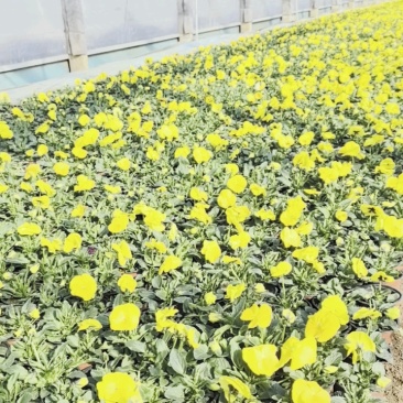 抗寒类花卉植物三色堇颜色多,基地直供,可视频看货