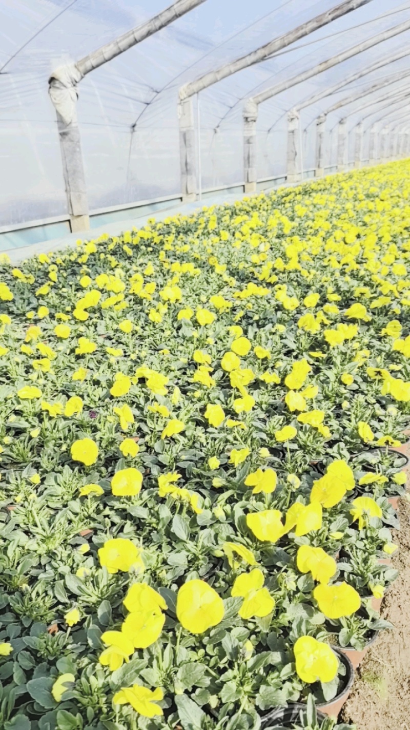 抗寒类花卉植物三色堇颜色多，基地直供，可视频看货
