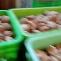 工厂专用小香菇，鲜香菇0912香菇可按工厂要求筛选