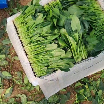 山东精品大叶菠菜大量上市有需要的随时联系