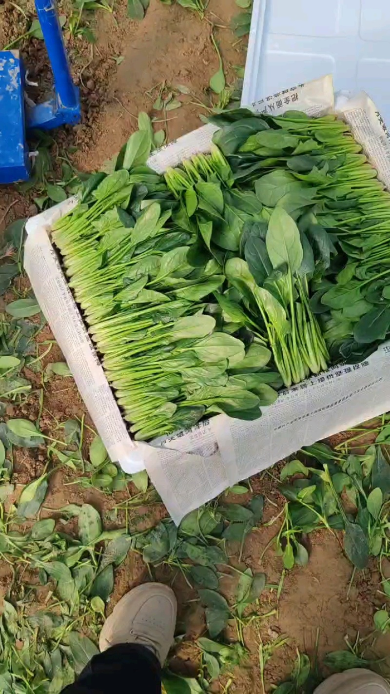 山东精品大叶菠菜大量上市有需要的随时联系
