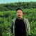 《乐安红茶》，来自大自然的的好茶/青山绿水/好山好水出茶