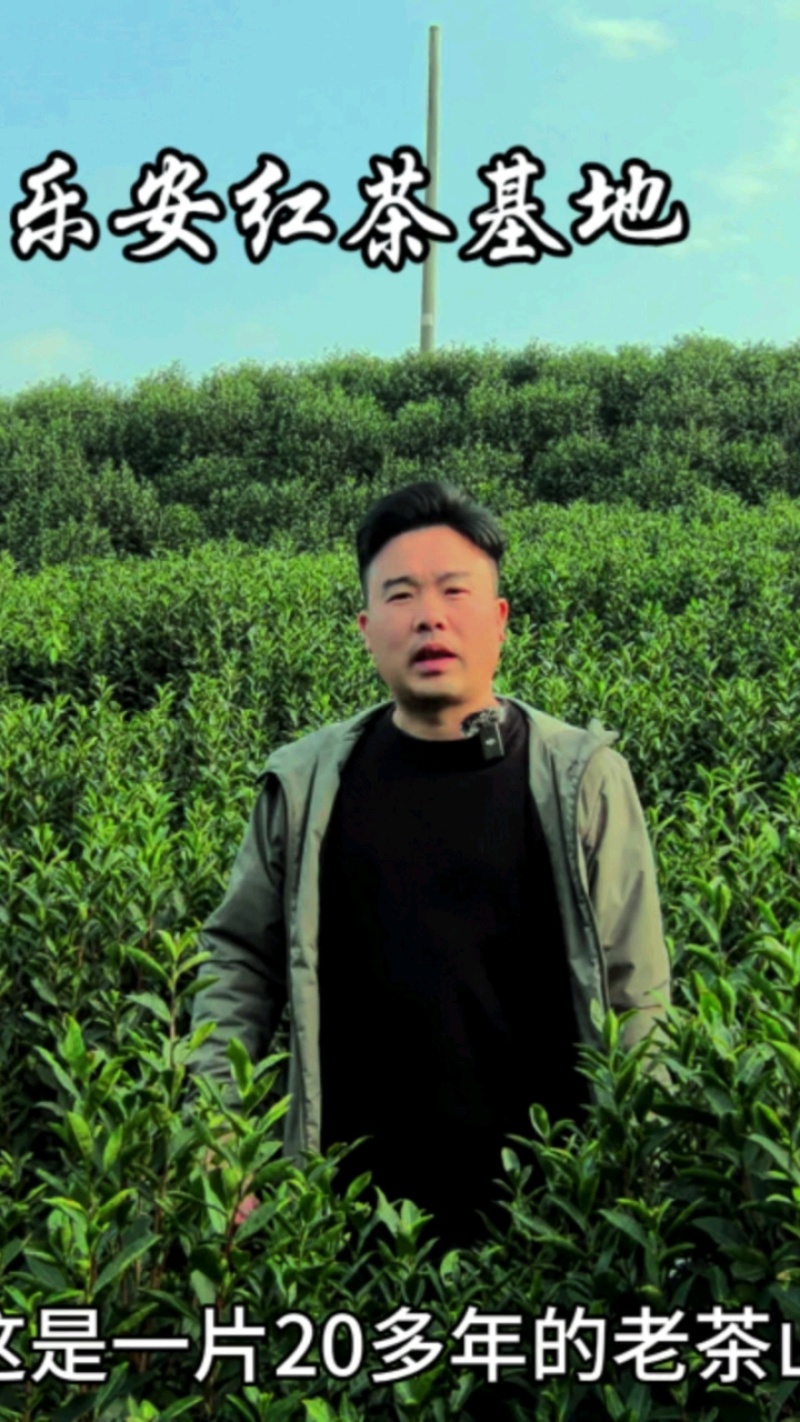 《乐安红茶》，来自大自然的的好茶/青山绿水/好山好水出茶