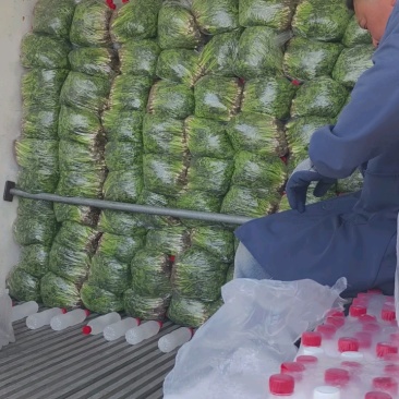铁杆青香菜小叶香菜大量上市基地直供质量保证