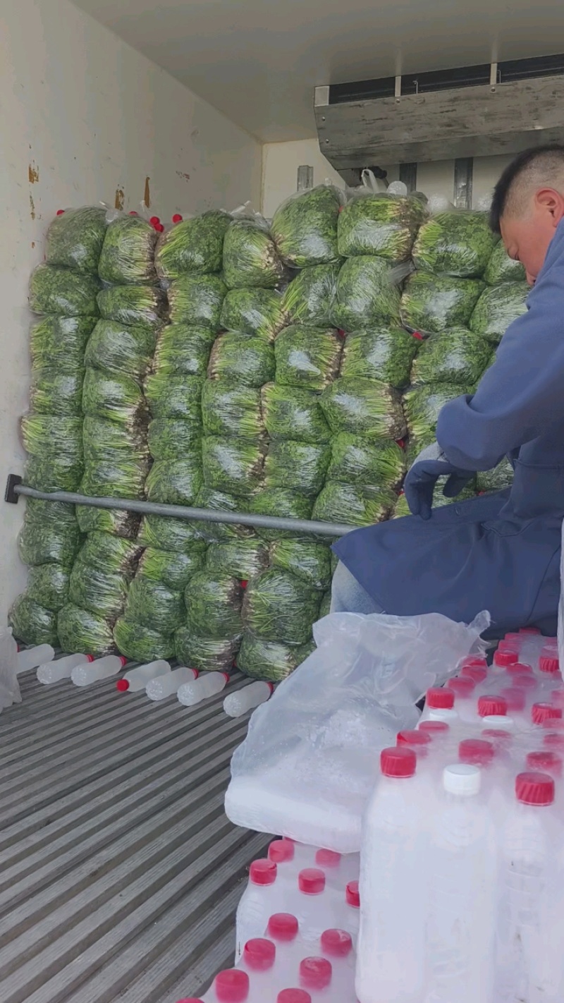 铁杆青香菜小叶香菜大量上市基地直供质量保证