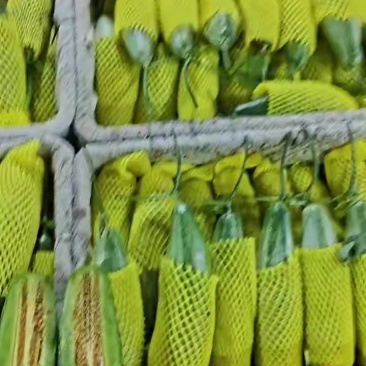 山东潍坊甜瓜羊角蜜甜瓜原产地羊角蜜大量上市甜度高耐运输