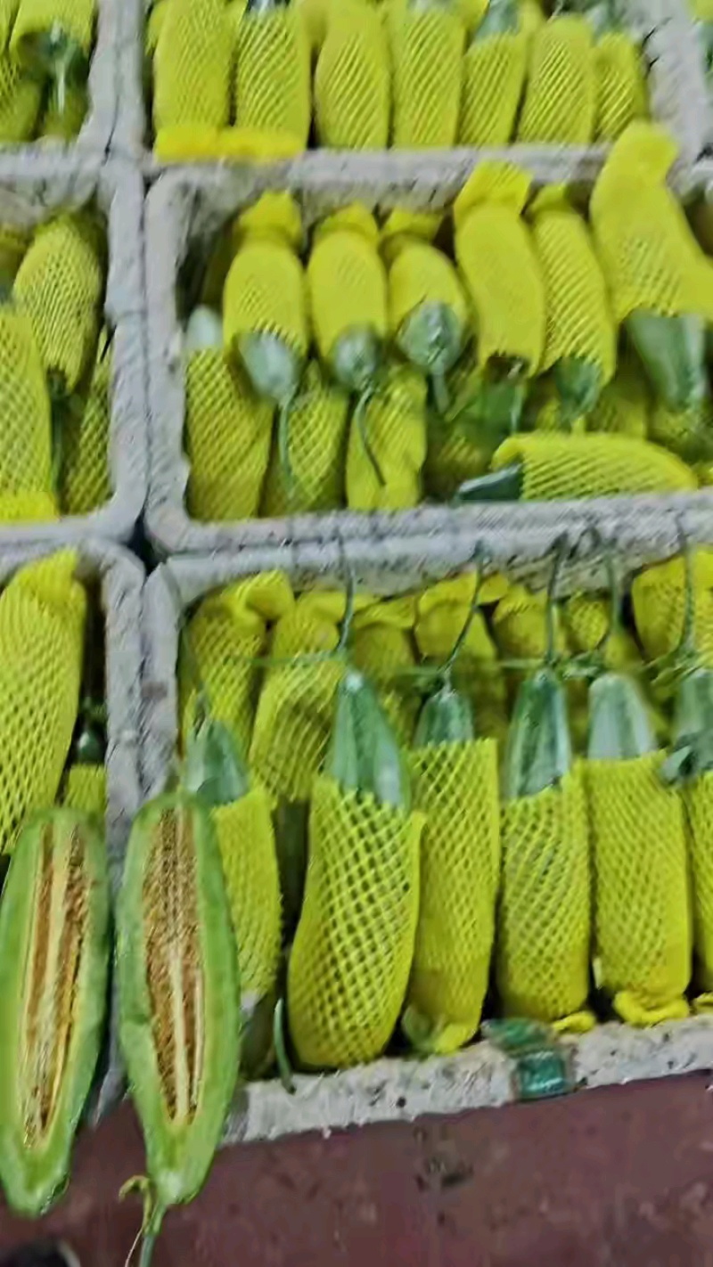 山东潍坊甜瓜羊角蜜甜瓜原产地羊角蜜大量上市甜度高耐运输
