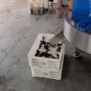 【推荐】四川小龙虾大量上市/全国发货/视频看货/电询