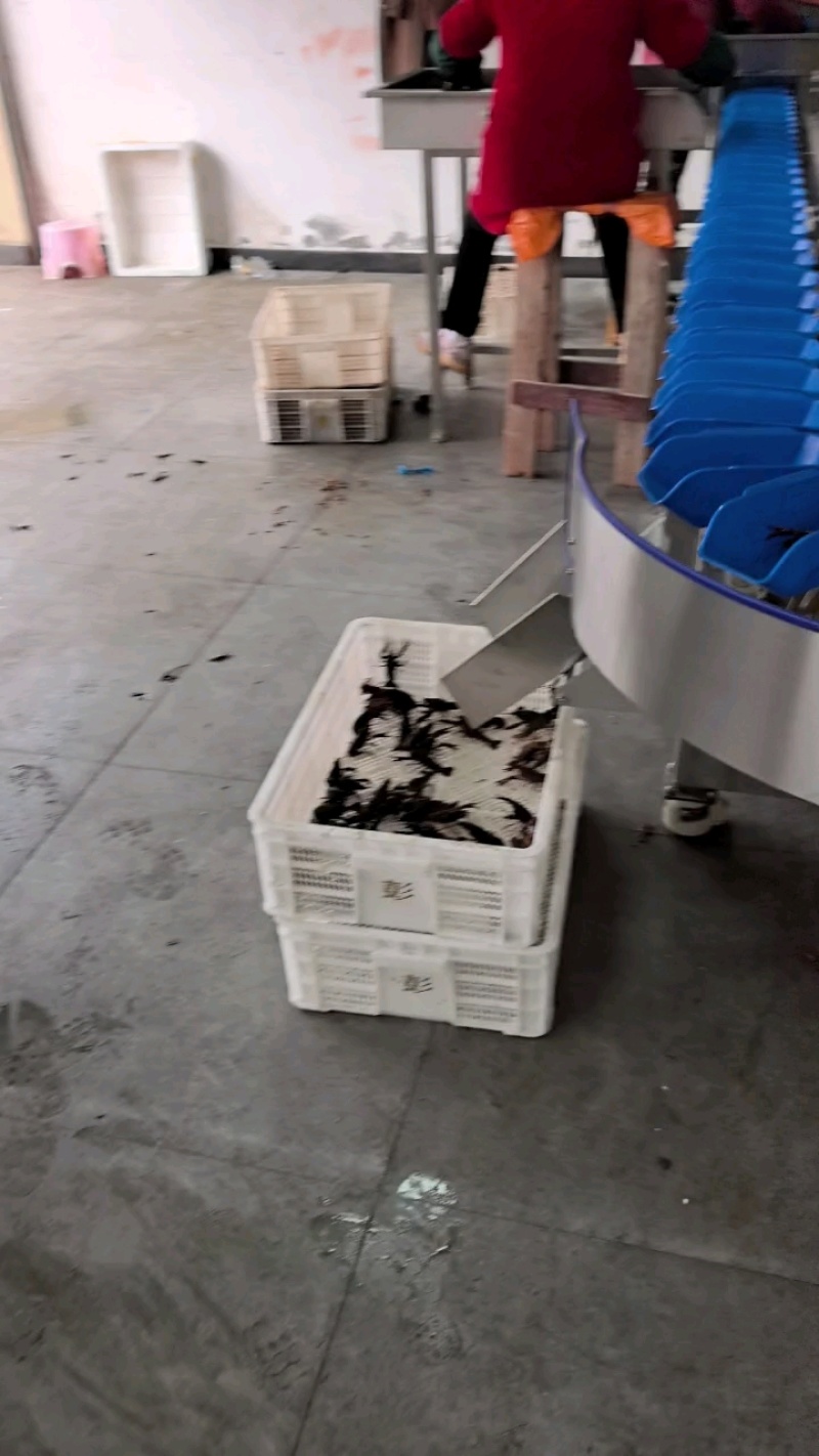 【推荐】四川小龙虾大量上市/全国发货/视频看货/电询