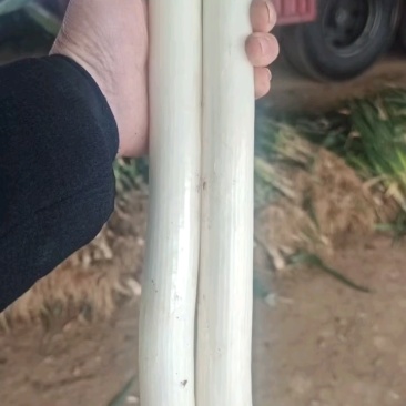 刚到一车**土沟货，粗度高度质量上乘！