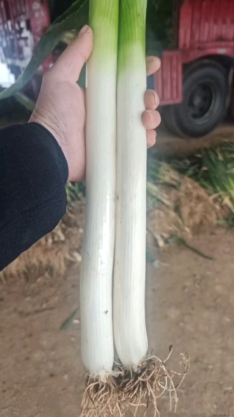 刚到一车**土沟货，粗度高度质量上乘！