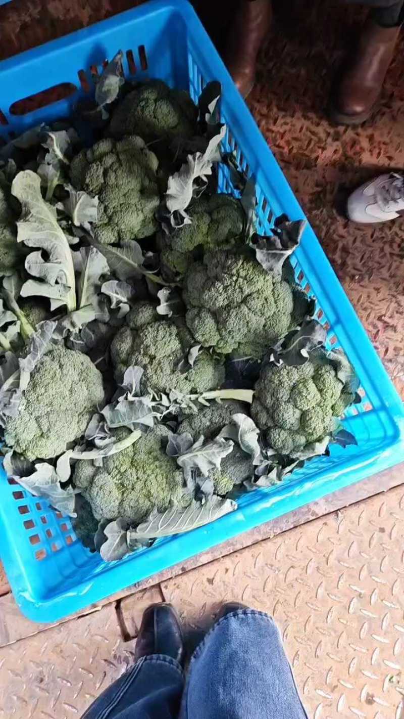 西兰花产地看货论价一手货源欢迎咨询订购