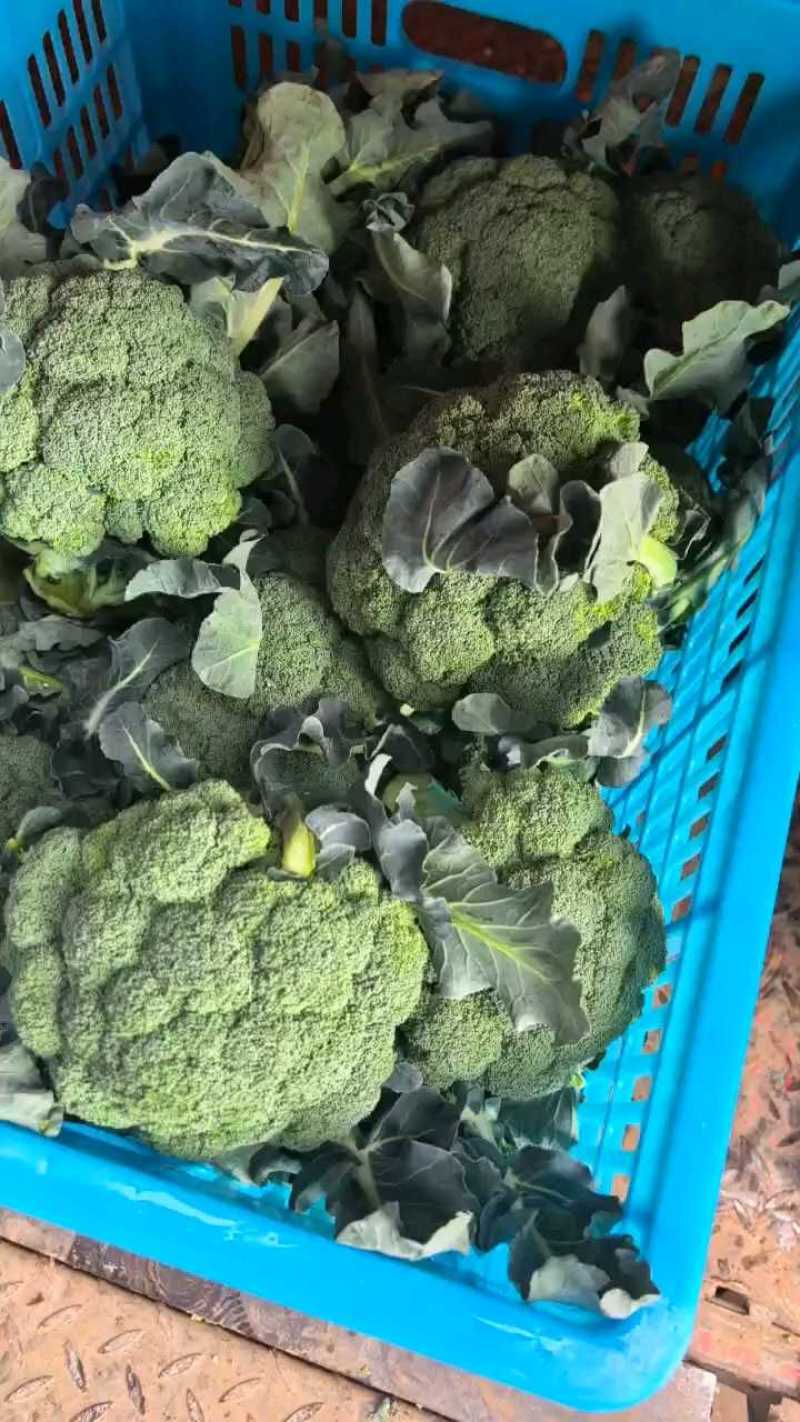 西兰花产地一手货源支持视频看货看货论价保质保量