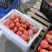 西红柿🍅普罗旺斯品质优价格优势服务理念诚信