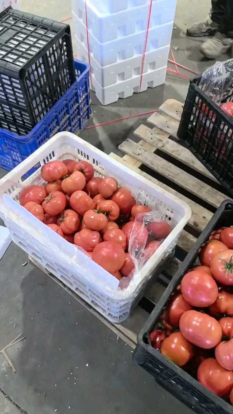西红柿🍅普罗旺斯品质优价格优势服务理念诚信
