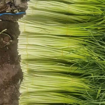 蒜苔白帽蒜苔湖北蒜苔原产地供应支持视频看货