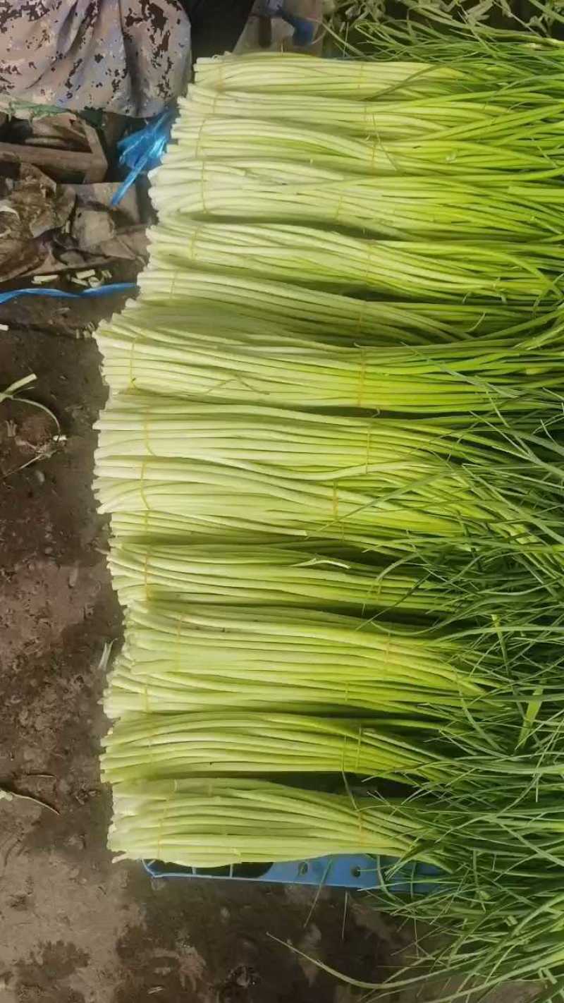 蒜苔白帽蒜苔湖北蒜苔原产地供应支持视频看货