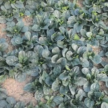 天飞曌农业春秋冬季精品圆叶趴地菠菜电商超市市场