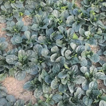 天飞曌农业春秋冬季精品圆叶趴地菠菜电商超市市场