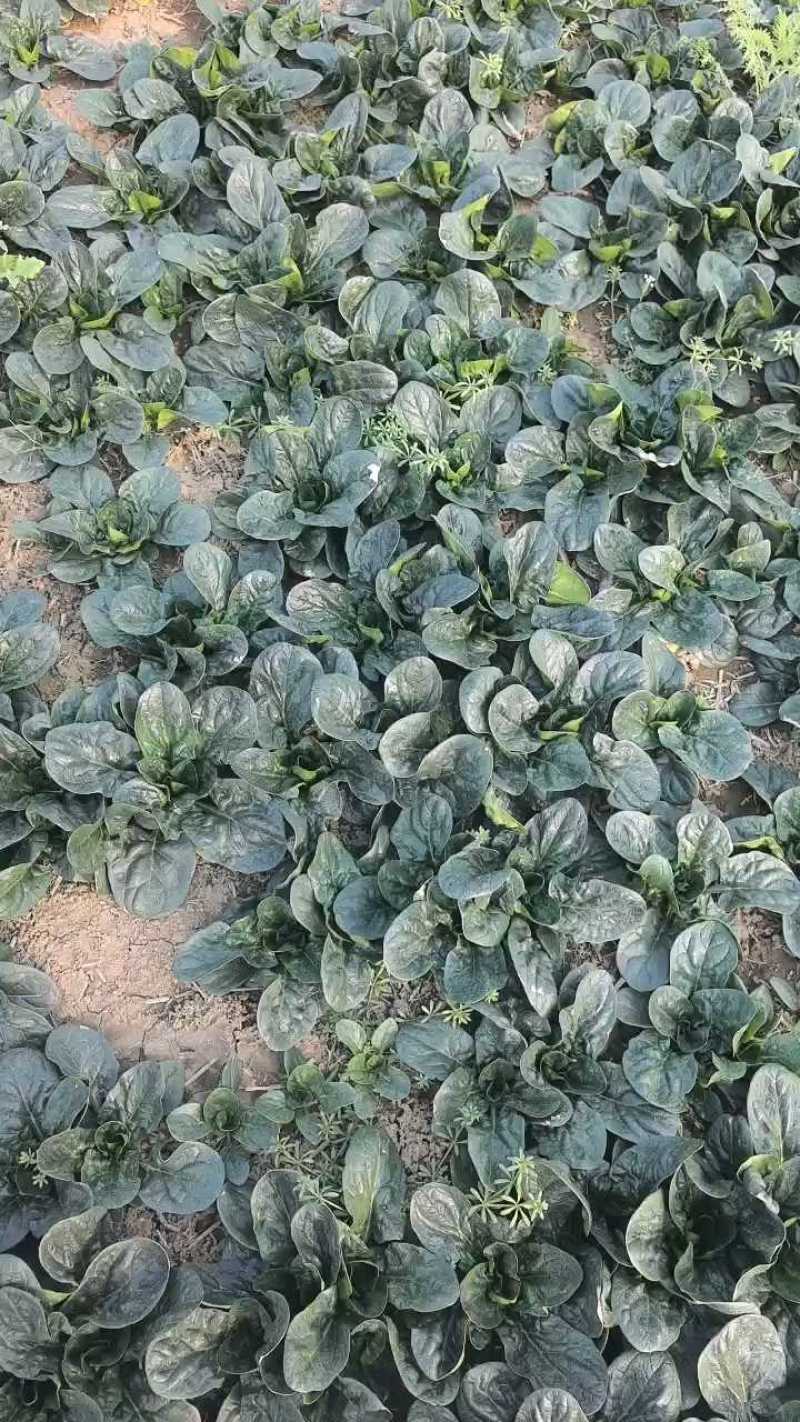 天飞曌农业春秋冬季精品圆叶趴地菠菜电商超市市场