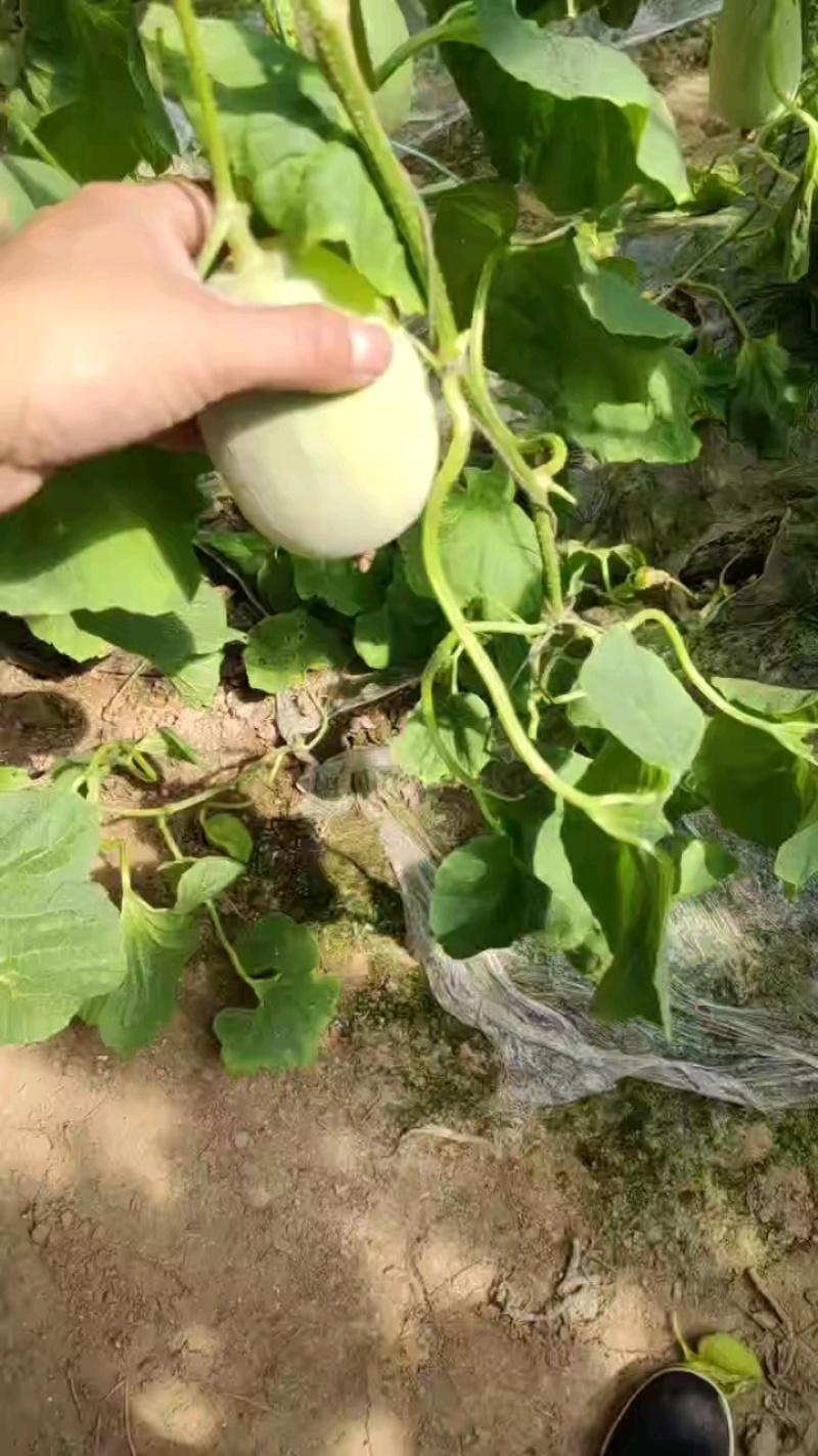 山东齐河县禹城甜美519甜瓜