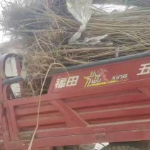 毛桃树苗，头茬实生纯毛桃树苗，嫁接**无菌毛桃苗