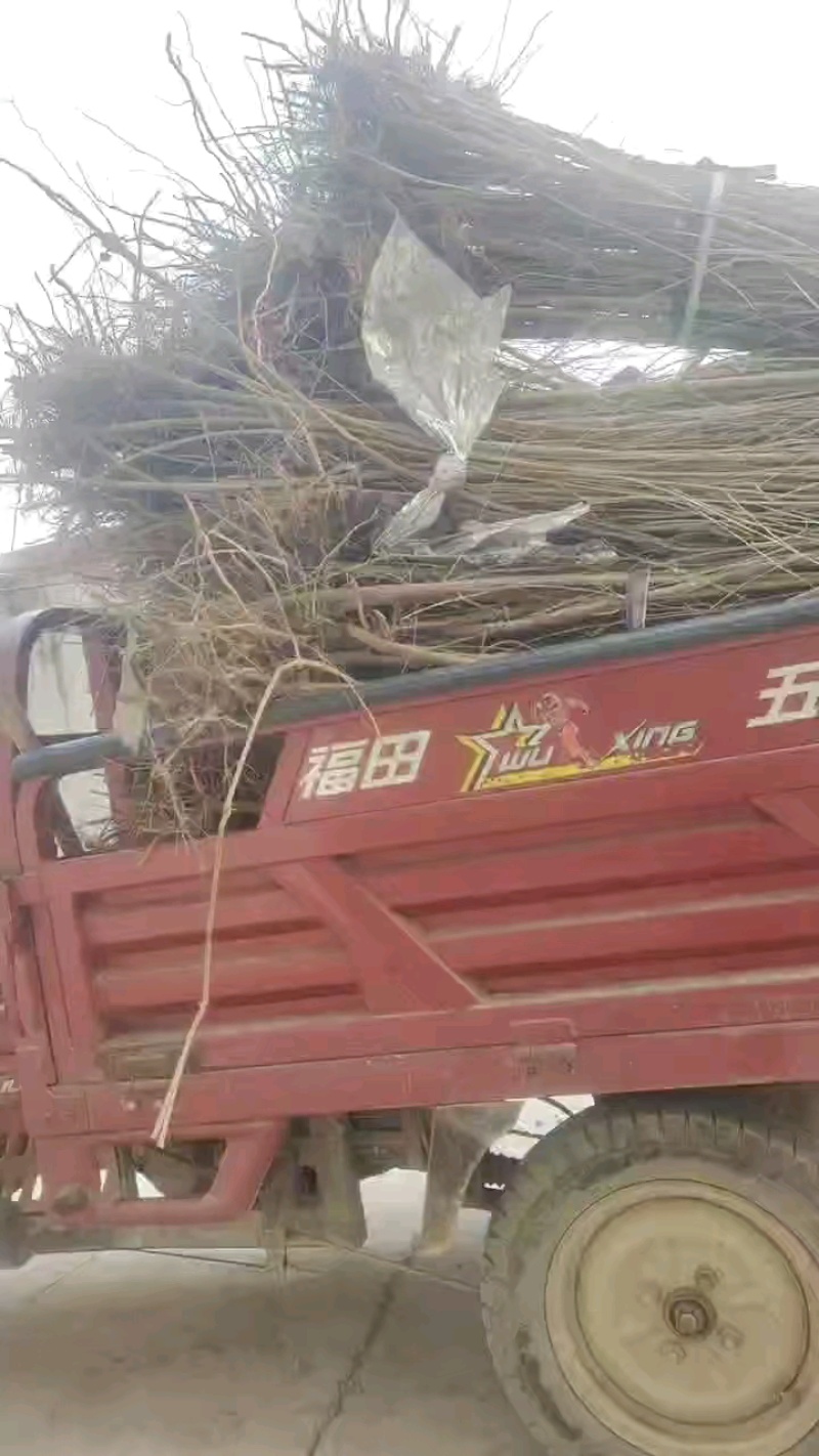 毛桃树苗，头茬实生纯毛桃树苗，嫁接**无菌毛桃苗