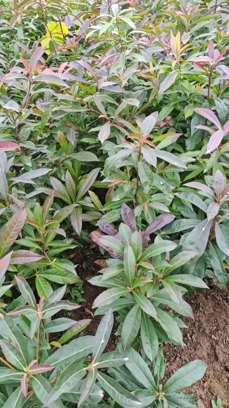木荷苗，自育苗供30万株荷木营养杯苗，价格合理，欢迎联系