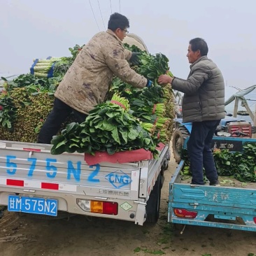 大叶菠菜大量批发