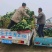 大叶菠菜大量批发