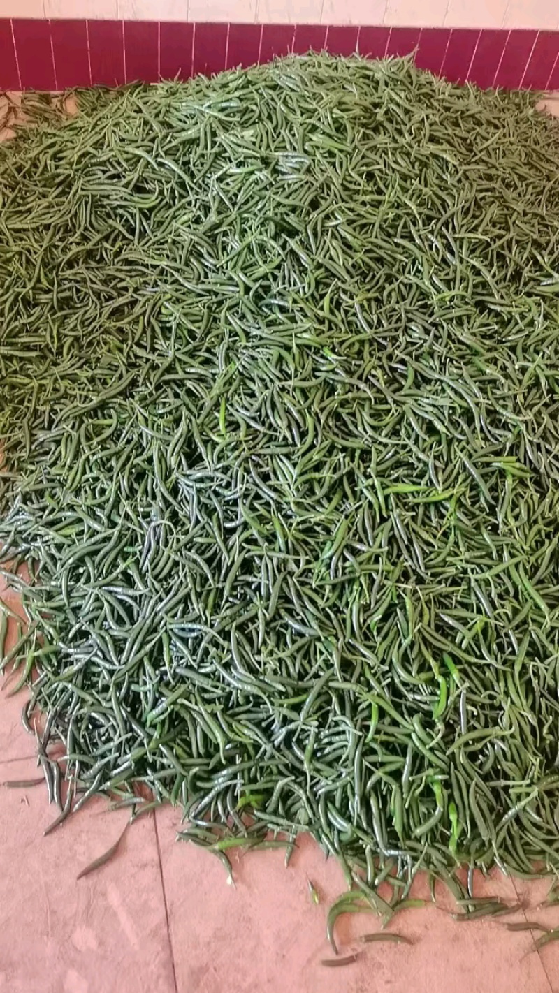 徐闻县小米椒，朝天椒，全国代发，诚信经营。