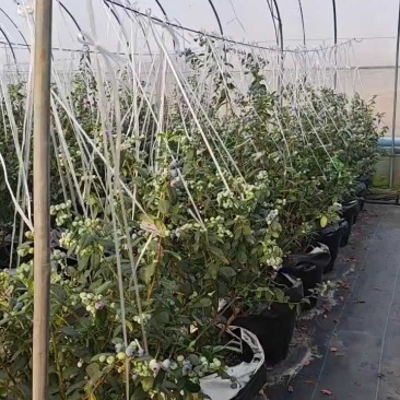 东海县花香L25-F6蓝莓上市一件代发京东顺丰包邮整车落