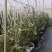 东海县花香L25-F6蓝莓上市一件代发京东顺丰包邮整车落