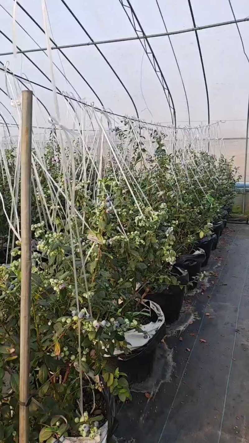 东海县花香L25-F6蓝莓上市一件代发京东顺丰包邮整车落