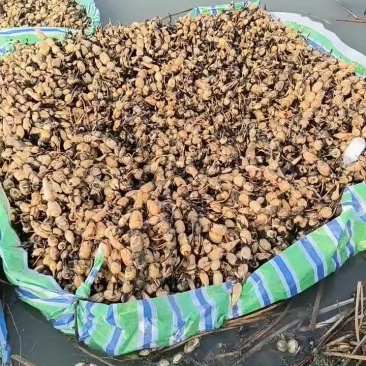 湖北手工藕苗，芽子全，运输不伤苗，成活率高，产量高