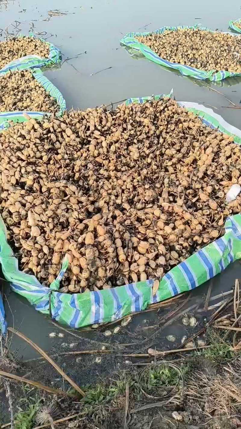 湖北手工藕苗，芽子全，运输不伤苗，成活率高，产量高