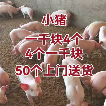 四川猪场备案车免费送猪【猪到付款健康安全防疫检疫齐全