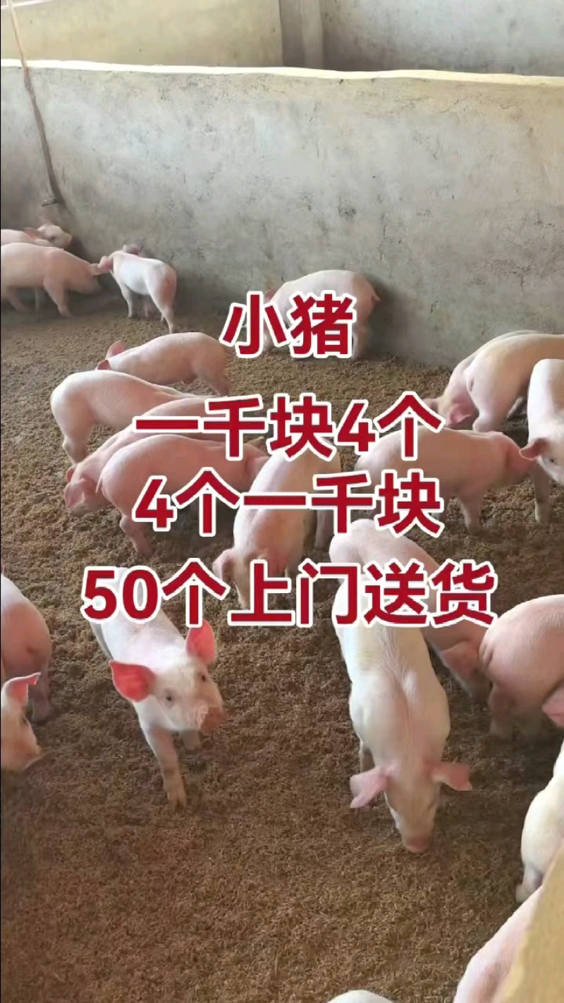 四川猪场备案车免费送猪【猪到付款健康安全防疫检疫齐全
