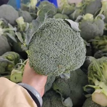 西兰花耐寒优秀精品西兰花产地供应保质保量