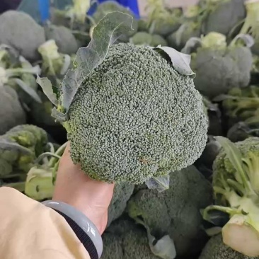 西兰花耐寒优秀精品西兰花产地供应保质保量