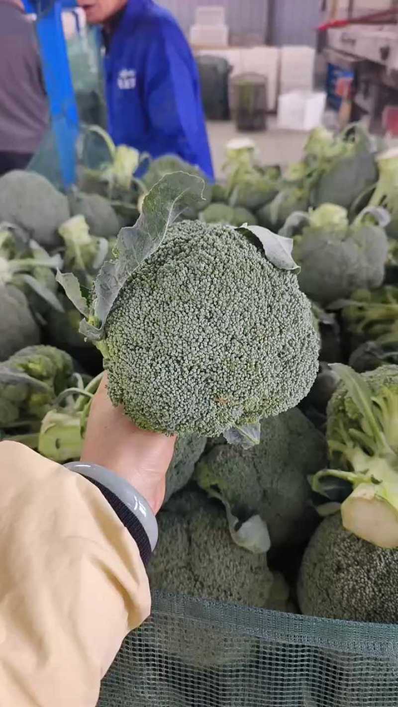 西兰花耐寒优秀精品西兰花产地供应保质保量